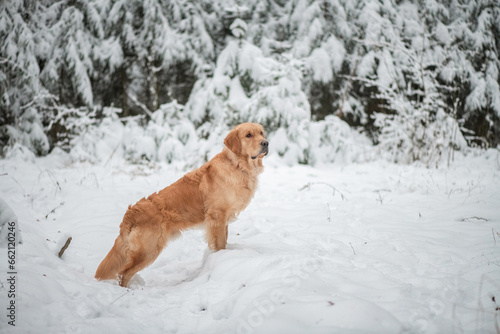 Purebred dog of the Golden Retriever breed on a walk in the winter forest.