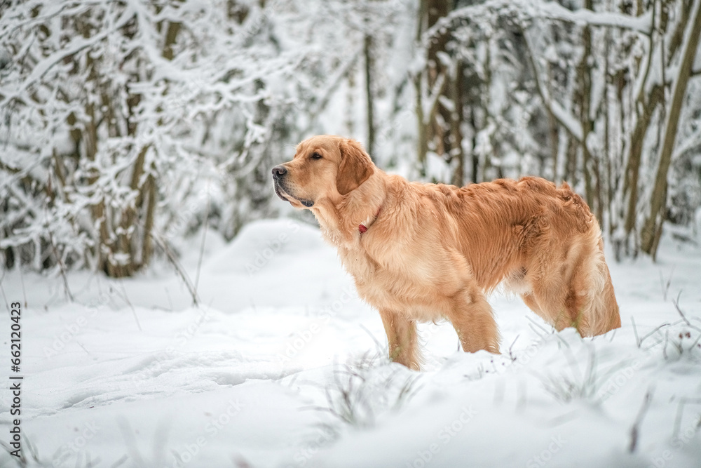 Purebred dog of the Golden Retriever breed on a walk in the winter forest. Purebred dog of the Golden Retriever breed on a walk in the winter forest.