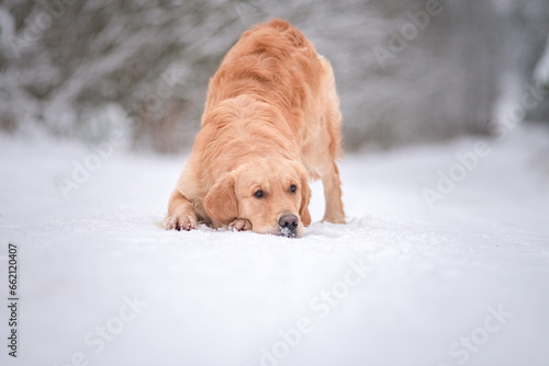 Purebred dog of the Golden Retriever breed on a walk in the winter forest.