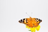 白背景に羽化したての翅をオレンジ色のカレンデュラの花の上で乾かす美しいヒメアカタテハチョウ