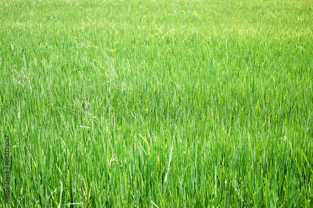 Greenery for grass field and rice farm background Greenery for grass field and rice farm background