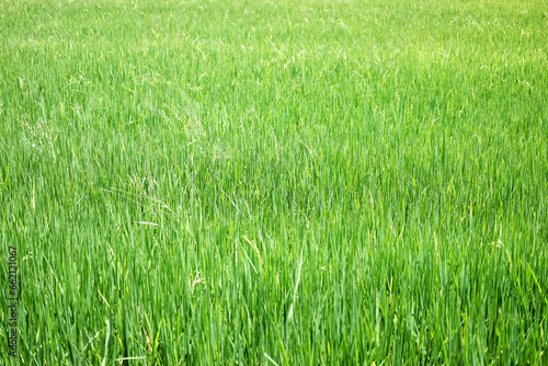 Greenery for grass field and rice farm background