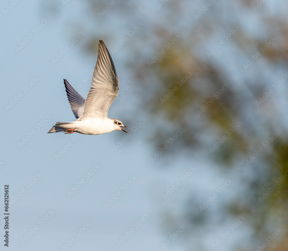 Whiskered Tern, Chlidonias hybrida Whiskered Tern, Chlidonias hybrida