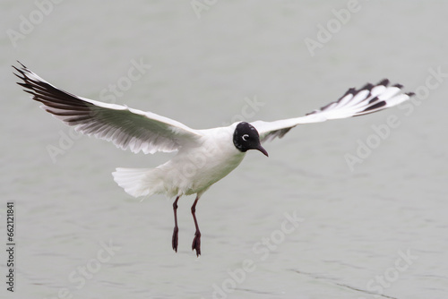 Andean Gull, Chroicocephalus serranus photo