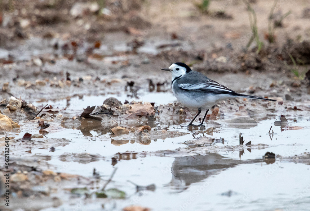 Obraz premium Pied Wagtail, Motacilla yarrelli