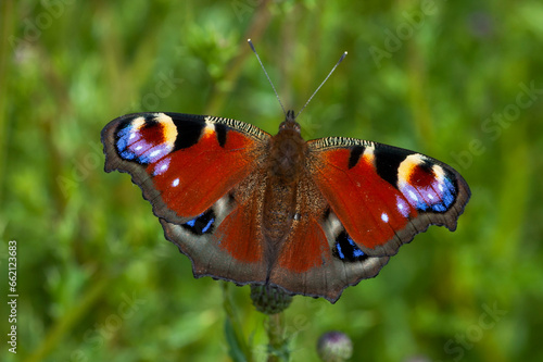 European Peacock, Aglais io