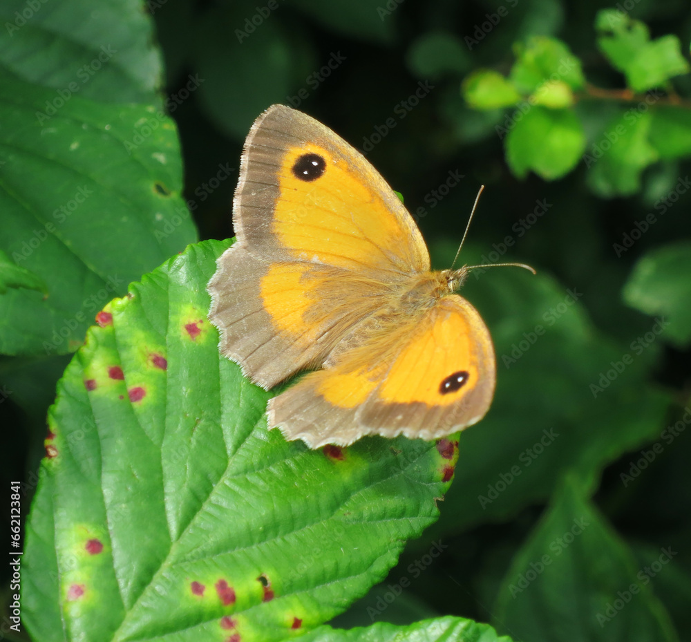 Gatekeeper, Pyronia tithonus, perched on a green leave in France. Gatekeeper, Pyronia tithonus, perched on a green leave in France.