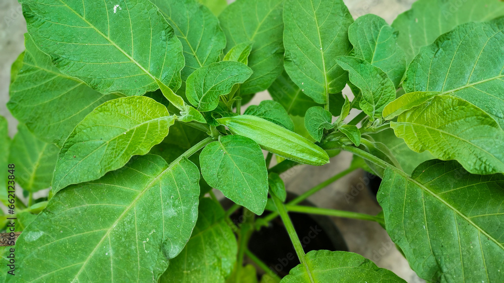 Fresh green kecubung hutan plant flower buds or Brugmansia suaveolens, close up. Fresh green kecubung hutan plant flower buds or Brugmansia suaveolens, close up.