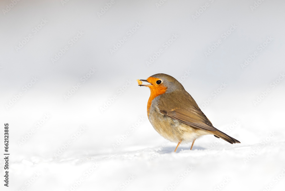European Robin, Erithacus rubecula European Robin, Erithacus rubecula
