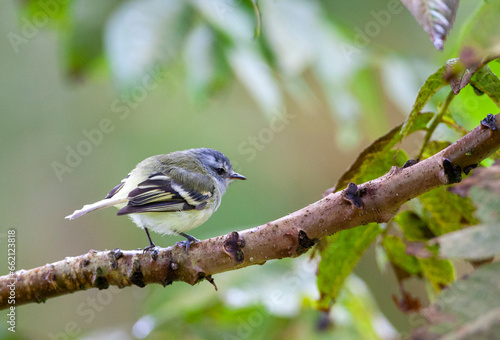 White-banded Tyrannulet, Mecocerculus stictopterus, perched in a tree in Ecuador.