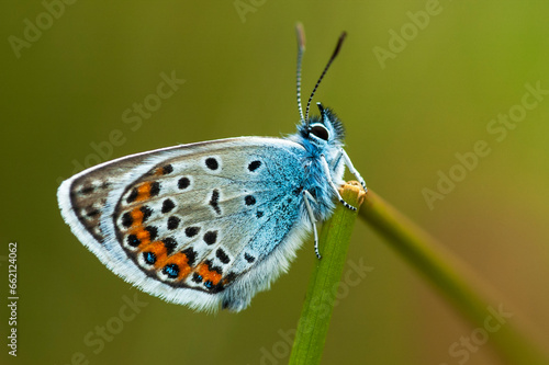 Wallpaper Mural Silver-studded Blue, Plebejus aragus Torontodigital.ca