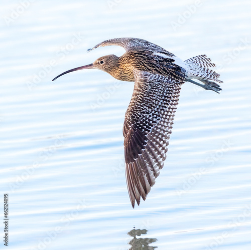 Eurasian Curlew, Numenius arquata