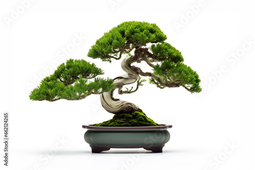 Miniature bonsai tree in a pot isolated on white
