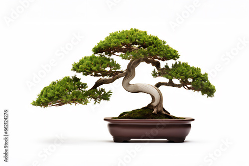 Bonsai tree isolated on white