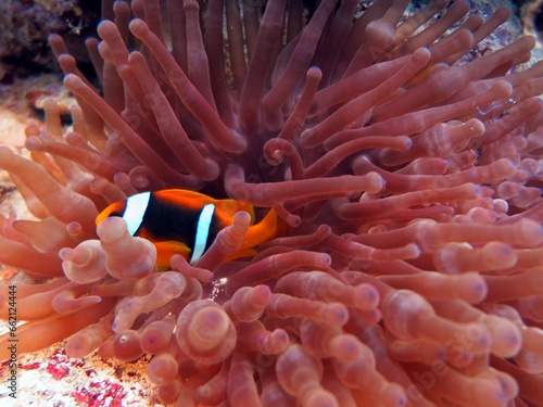 Clown fish of the red sea