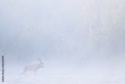 Fototapeta Naklejka Na Ścianę i Meble -  Red Deer (Cervus elaphus) stag in the river. Carpathian Mountains, Poland.