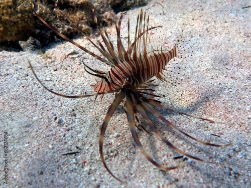 Lionfish on the bottom of red sea © Ayman