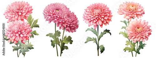 set of beautiful chrysanthemum flowers, isolated over a transparent background, cut-out floral, perfume / essential oil, romantic wildflower or garden design elements PNG collection photo
