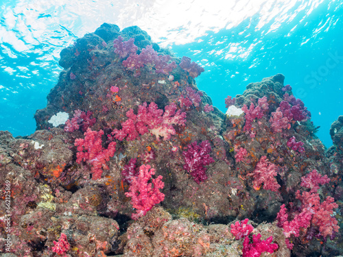                                                                                                                                                                               2023   10   7                     The Beautiful Soft Coral  Alcyonacea  colonies.  HIRIZO Beach  Nakagi  South IZU  Kamo-gun  Izu Peninsula  Shizuoka  Japan