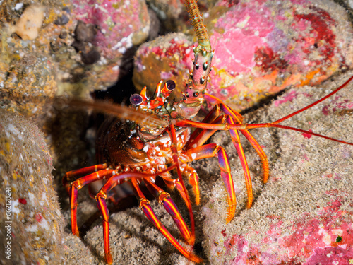                                                                                                                                                                                  2023   10   29                    The Beautiful Japanese Spiny Lobster in underwater cave.  HIRIZO Beach  Nakagi  South IZU  Kamo-gun  Izu Peninsula  Shizu