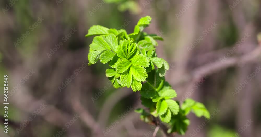 green foliage on a rosehip bush in spring, the first rosehip foliage in warm sunny weather green foliage on a rosehip bush in spring, the first rosehip foliage in warm sunny weather