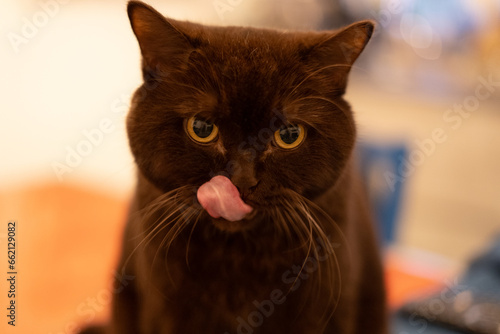Lingua di gatto