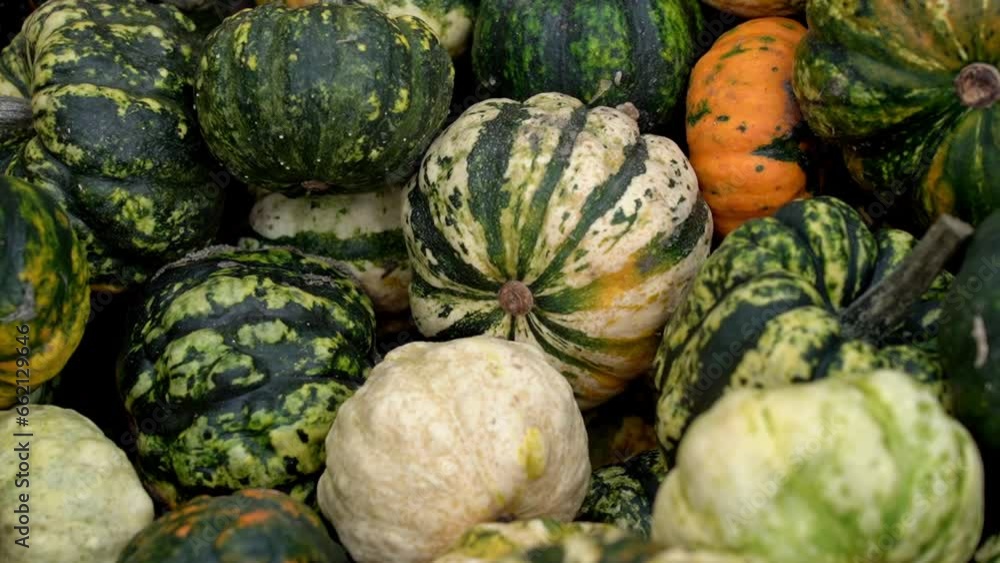vegetables and pumpkins at the market vegetables and pumpkins at the market