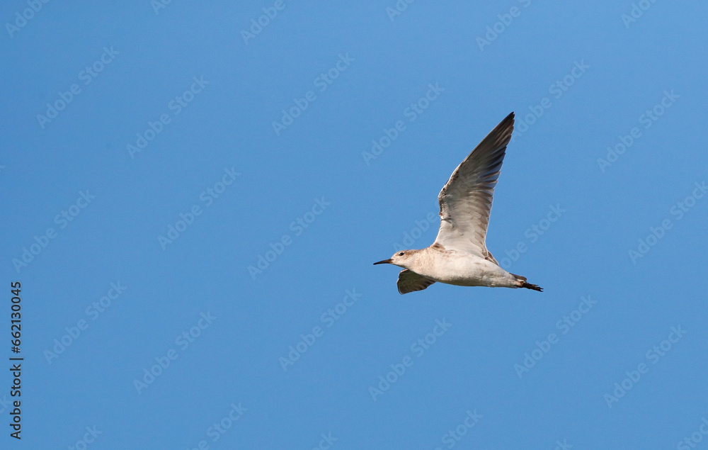 Ruff, Philomachus pugnax Ruff, Philomachus pugnax