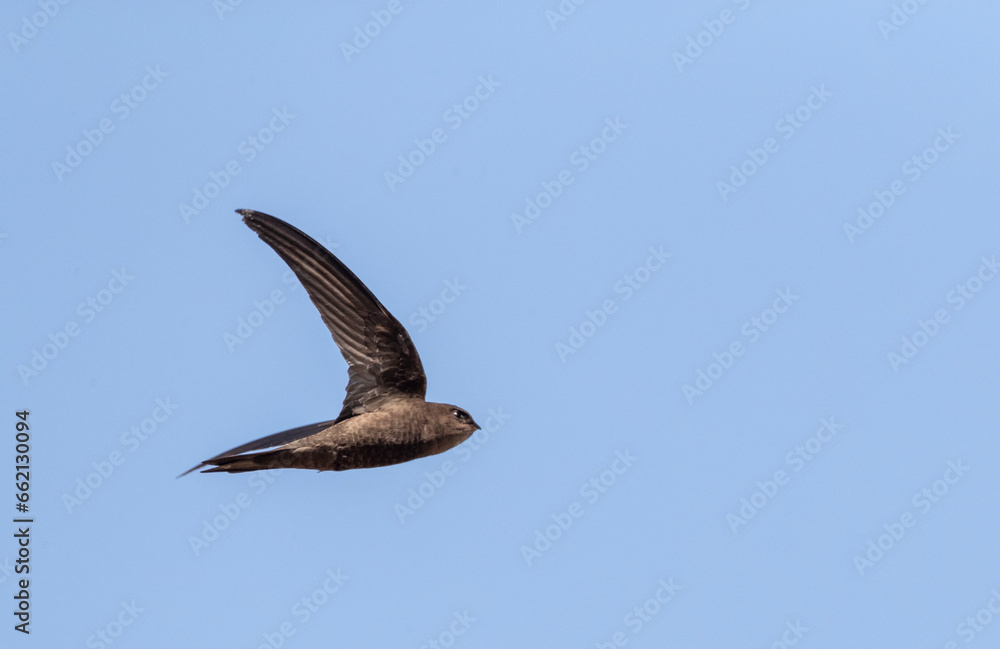 Fototapeta premium Plain Swift, Apus unicolor