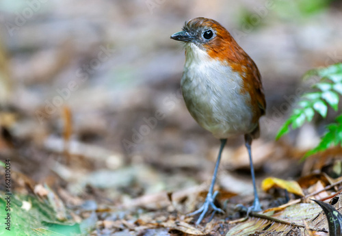 White-bellied Antpitta, Grallaria hypoleuca castanea photo