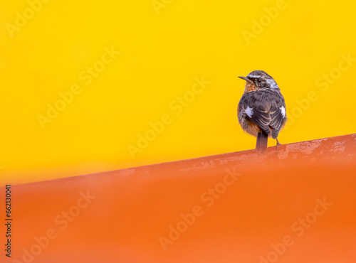 Moussier's Redstart, Phoenicurus moussieri photo