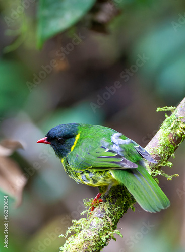 Green-and-black Fruiteater, Pipreola riefferii photo