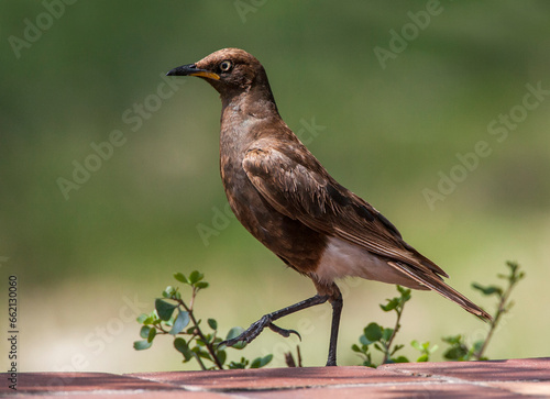 African Pied Starling, Lamprotornis bicolor photo