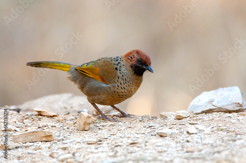 Chestnut-crowned laughingthrush, Trochalopteron erythrocephalum photo