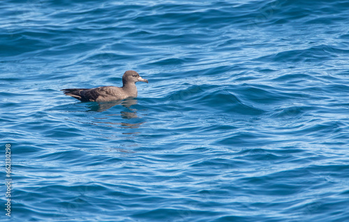 Flesh-footed Shearwater, Ardenna carneipes © Marc