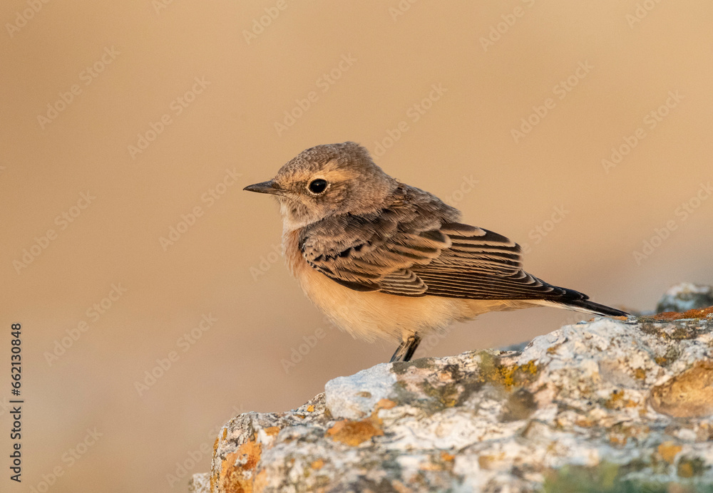 Pied Wheatear, Oenanthe pleschanka Pied Wheatear, Oenanthe pleschanka