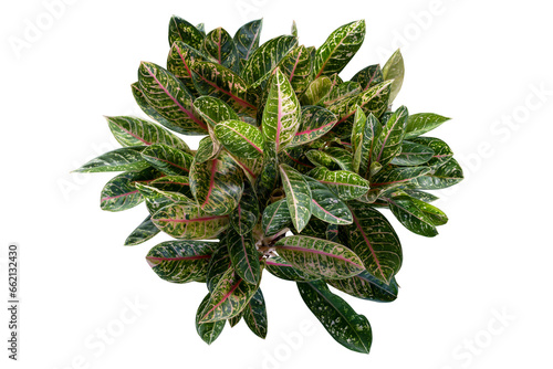 Top view of Aglaonema sp. ‘Kwakmahamongkon’ or Chinese Evergreen growing in isolated on white background included clipping path. photo