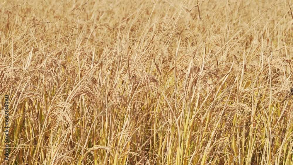 Fully ripe rice in October in Northeast China Fully ripe rice in October in Northeast China