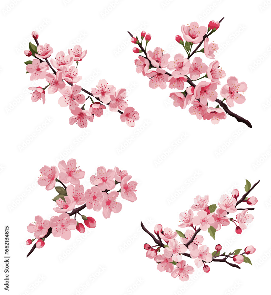 Obraz premium Bundle set vector of cherry blossom branches on a white or transparent background. watercolor cherry blossom flower design.