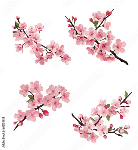 Bundle set vector of cherry blossom branches on a white or transparent background. watercolor cherry blossom flower design.
