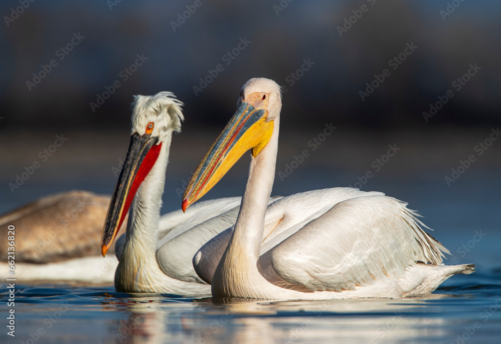 Great White Pelican, Pelecanus onocrotalus Great White Pelican, Pelecanus onocrotalus