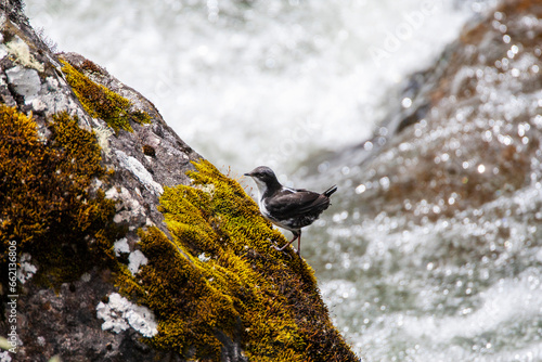 White-capped Dipper,  Cinclus leucocephalus photo