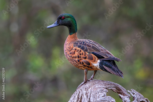 Male Chestnut Teal (Anas castanea)