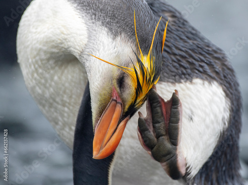 Royal Penguin, Eudyptes schlegeli