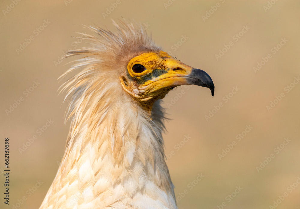 Egyptian Vulture, Neophron percnopterus