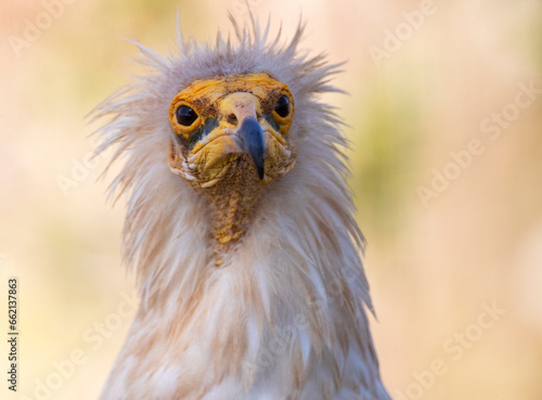 Egyptian Vulture, Neophron percnopterus photo