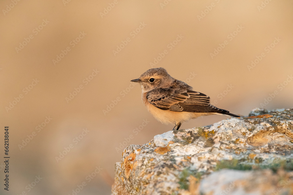 Pied Wheatear, Oenanthe pleschanka Pied Wheatear, Oenanthe pleschanka