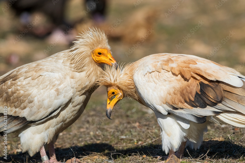 Egyptian Vulture, Neophron percnopterus Egyptian Vulture, Neophron percnopterus