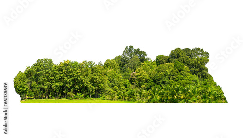 Group green tree isolate on white background. Cutout tree line. Row of green trees and shrubs in summer isolated on white background. ForestScene. High quality clipping mask.