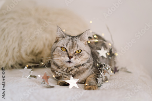 A cute cat of the Scottish straight cat breed sits on a bed. Good New Year spirit. Ready postcard. Happy New Year animal, pet, cat.